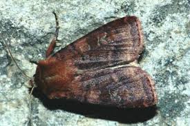 Attēlu rezultāti vaicājumam “Diarsia florida”