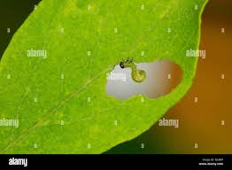 Attēlu rezultāti vaicājumam “Nematus salicis”