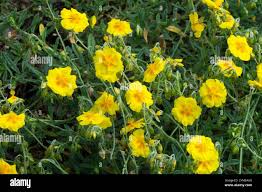 Attēlu rezultāti vaicājumam “Helianthemum x hybridum”