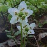 Attēlu rezultāti vaicājumam “Moneses uniflora fruit”