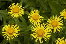 Attēlu rezultāti vaicājumam “Inula salicina flower”