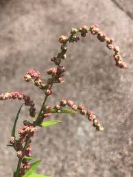Attēlu rezultāti vaicājumam “Atriplex patula fruit”