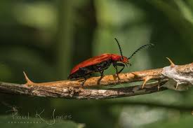 Attēlu rezultāti vaicājumam “Pyrochroa coccinea”