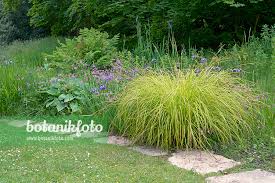 Attēlu rezultāti vaicājumam “Carex elata flower”