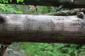 Attēlu rezultāti vaicājumam “Tomicus minor”