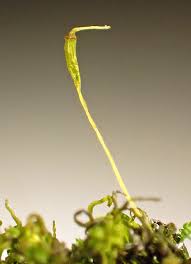 Attēlu rezultāti vaicājumam “Dichodontium pellucidum”