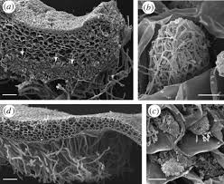 Attēlu rezultāti vaicājumam “Tritomaria exsectiformis cells”