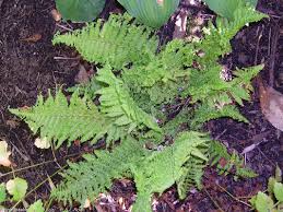 Attēlu rezultāti vaicājumam “Cribraria costata”