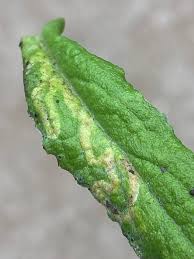 Attēlu rezultāti vaicājumam “Phytomyza minuscula”