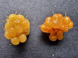 Attēlu rezultāti vaicājumam “Salix repens subsp. rosmarinifolia fruit”