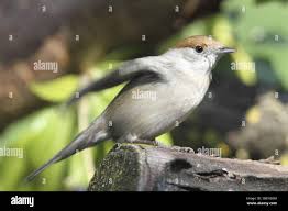 Attēlu rezultāti vaicājumam “Sylvia atricapilla”