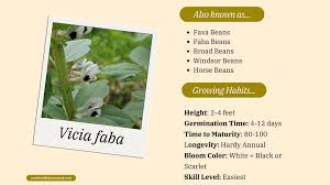 Attēlu rezultāti vaicājumam “Vicia faba flower”