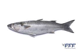 Image result for Mugil liza