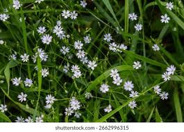 Attēlu rezultāti vaicājumam “Stellaria longifolia leaf”