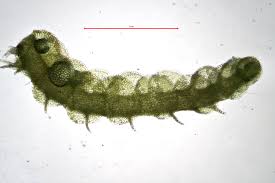 Attēlu rezultāti vaicājumam “Nardia scalaris”