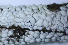 Attēlu rezultāti vaicājumam “Physarum cf. diderma”