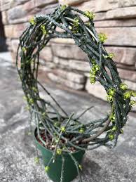 Attēlu rezultāti vaicājumam “Diachea muscorum stalked”