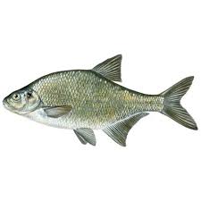 Image result for Abramis brama