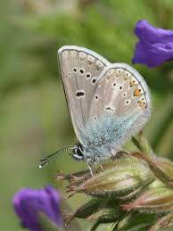 Attēlu rezultāti vaicājumam “Eumedonia eumedon underside”