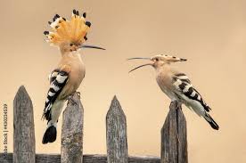 Attēlu rezultāti vaicājumam “Upupa epops”