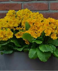 Attēlu rezultāti vaicājumam “Primula elatior”