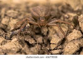 Attēlu rezultāti vaicājumam “Xysticus bifasciatus”