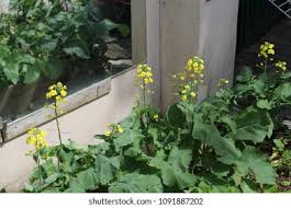 Attēlu rezultāti vaicājumam “Draba nemorosa”