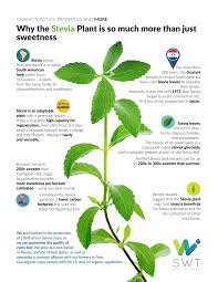 Image result for Stevia rebaudiana