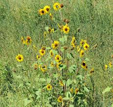 Image result for Helianthus annuus