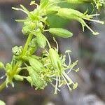 Attēlu rezultāti vaicājumam “Silene otites fruit”