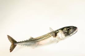 Image result for Scomber scombrus