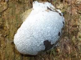 Attēlu rezultāti vaicājumam “Reticularia lycoperdon”