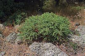 Attēlu rezultāti vaicājumam “Juniperus communis”