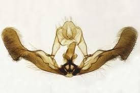 Attēlu rezultāti vaicājumam “Epiblema grandaevana”