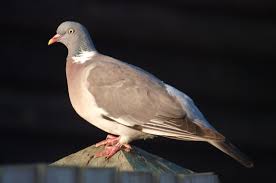 Image result for Columba palumbus