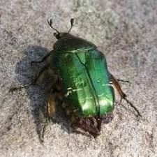 Attēlu rezultāti vaicājumam “Grynocharis oblonga”