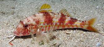 Image result for Mullus surmuletus