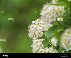 Attēlu rezultāti vaicājumam “Spiraea chamaedryfolia flower”