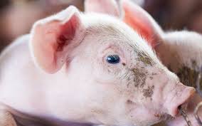 Bildresultat för pigs