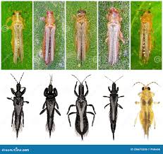 Attēlu rezultāti vaicājumam “Thysanoptera”