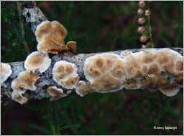 Attēlu rezultāti vaicājumam “Basidioradulum radula”