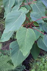 Attēlu rezultāti vaicājumam “Populus x gileadensis leaf”