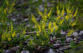 Attēlu rezultāti vaicājumam “Melilotus officinalis flower”
