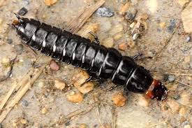 Attēlu rezultāti vaicājumam “Carabus violaceus”