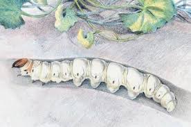 Attēlu rezultāti vaicājumam “Hepialidae”