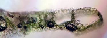 Attēlu rezultāti vaicājumam “Riccia rhenana”