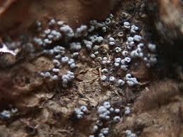 Attēlu rezultāti vaicājumam “Badhamia melanospora spores”