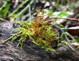 Attēlu rezultāti vaicājumam “Amblystegium serpens macro”