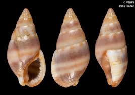 Attēlu rezultāti vaicājumam “Dienerella elongata”