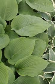 Image result for Hosta sieboldiana 'Elegans'